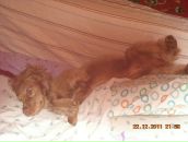 Игорь Горох фотография #42 (источник - https://vk.com/id6322143)