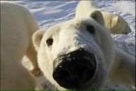 Мішко Делеган фотография #4 (источник - https://vk.com/id34481204)