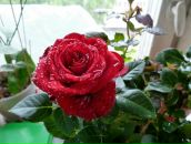 Фотография Буденковой Светланы