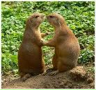 Фотография Кравченко Алексея