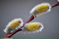 Фотография Ивановой Татьяны