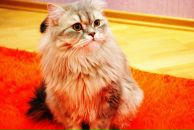 Фотография Атаевой Дарьи