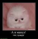 Фотография Маисурадзе Светланы