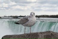 Ірина Федчик фотография #6 (источник - https://vk.com/id9248027)