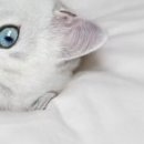 Наталія Олійник фотография #14 (источник - https://vk.com/id85387598)