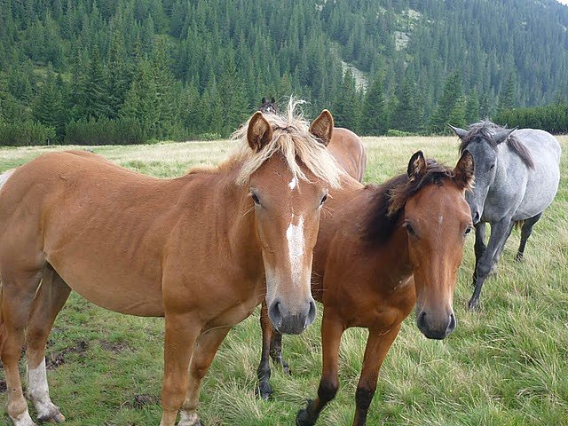 Sergey Vosmirko фотография #21