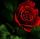 Василь Циплєнков фотография #8 (источник - https://vk.com/id65363346)