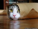 Юрій Лисий фотография #5 (источник - https://vk.com/id50758008)