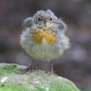 Фотография Гузачевой Елены