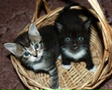 Фотография Хомутовской Натальи