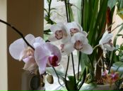 Вероніка Бендик фотография #18 (источник - https://vk.com/id121786032)