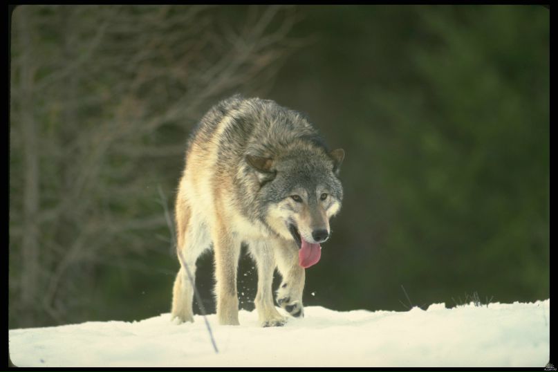 Ace Wolf фотография #1