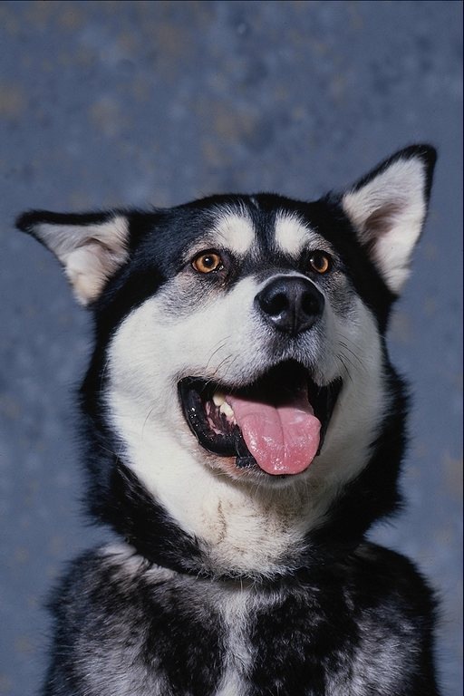 Рома Припутенко фотография #33