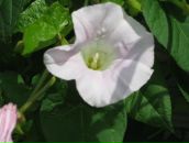 Фотография Проворовой Анны