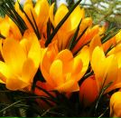 Анна Готліб фотография #33 (источник - https://vk.com/id6096800)