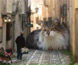 Фотография Звонковой Светланы