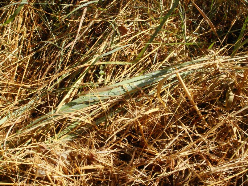 Лев Пак фото №48