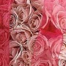 Олічка Терлич фотография #15 (источник - https://vk.com/id23929127)