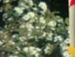 Софія Лавренюк фотография #35 (источник - https://vk.com/id134552490)