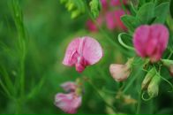 Фотография Петлина Дмитрия