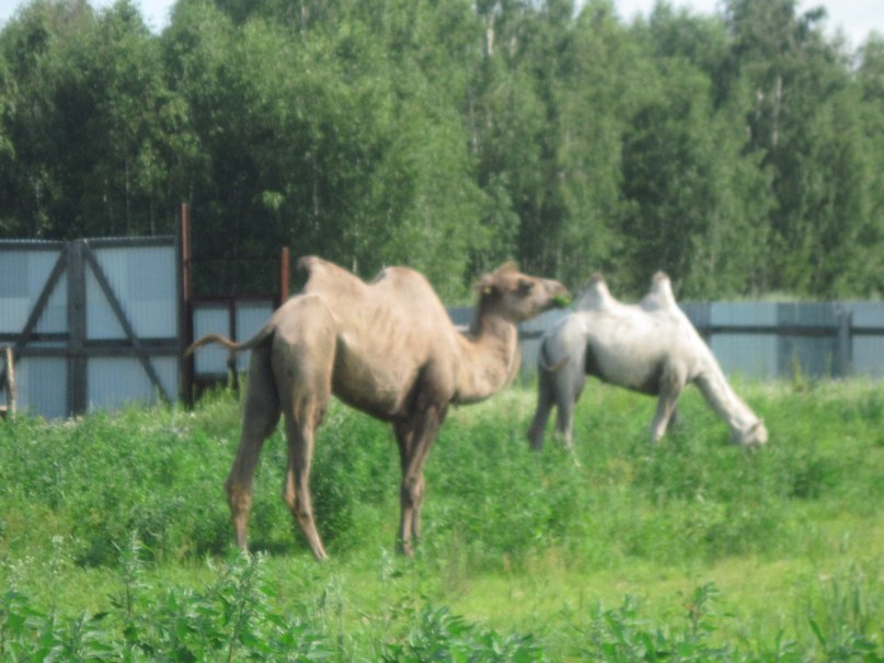 Наталья Гринёва фотография #5