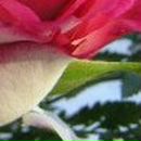 Наталія Лукянова фотография #22 (источник - https://vk.com/id44789674)