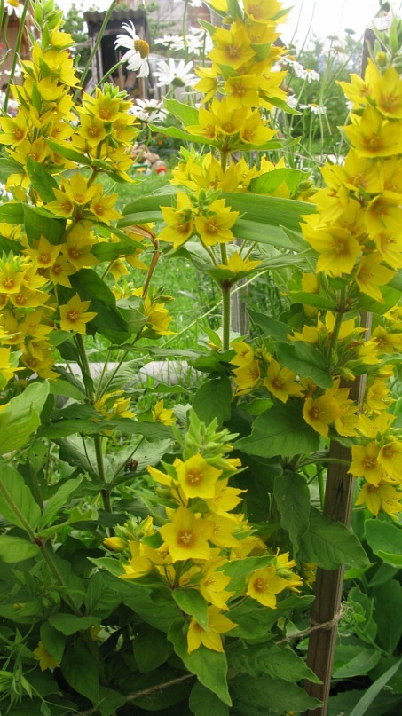 Катерина Старченко фотография #36