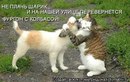 Любчік Бєлий фотография #9 (источник - https://vk.com/id137511696)