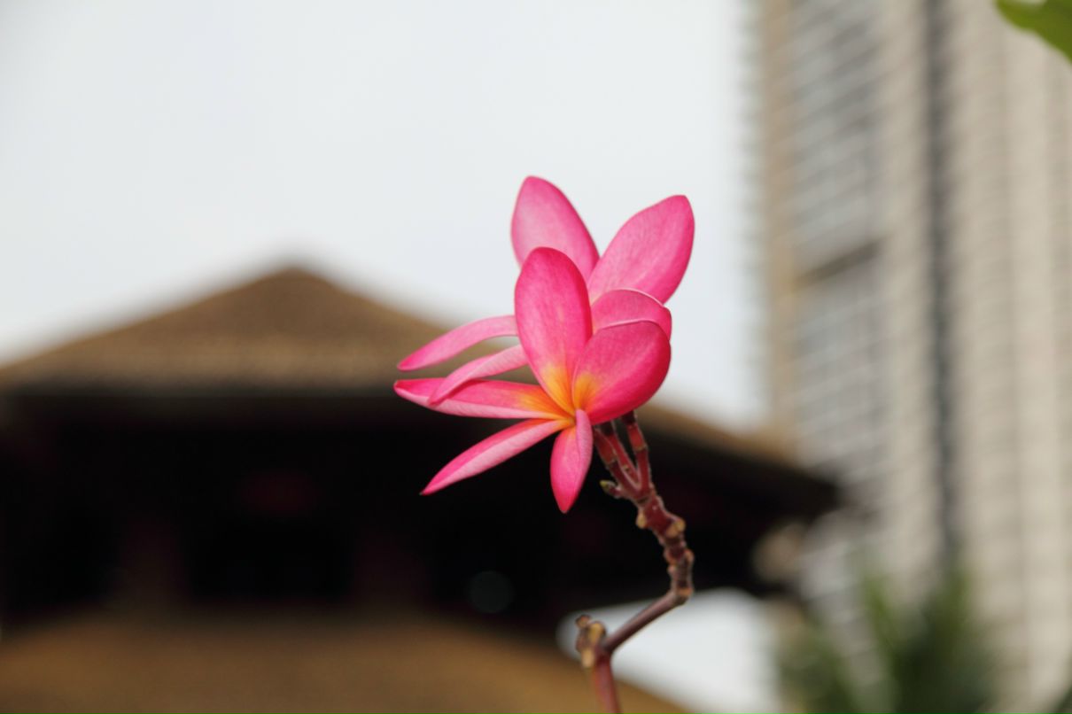 Дмитрий Симонов фотография #14