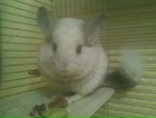 Фотография Свежинской Светланы