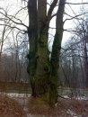Мария Черненко фотография #11 (источник - https://vk.com/id1372515)