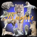 Діна Чернявська фотография #39 (источник - https://vk.com/id32578522)