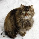 Ірина Конюшок фотография #5 (источник - https://vk.com/id117590787)
