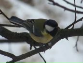 Фотография Дзукаевой Анны