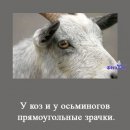 Діма Остапишин фотография #33 (источник - https://vk.com/id26627804)