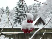 Фотография Кугаро Павла