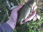 Мішка Тирпак фотография #39 (источник - https://vk.com/id93025430)