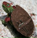 Фотография Новоселова Артема