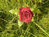 Ірина Бойко фотография #21 (источник - https://vk.com/id17100598)