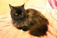 Фотография Gavr Zau