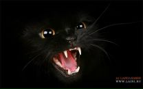 Фотография Паншиной Светланы