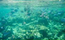 Ja Ne фотография #26 (источник - https://vk.com/id146059)