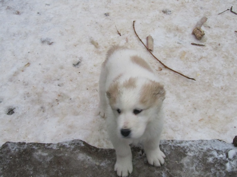 Василий Тихонов фотография #48