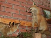 Діма Никорчук фотография #6 (источник - https://vk.com/id68878010)