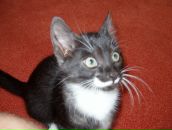 Антон Штанке фотография #47 (источник - https://vk.com/id937277)