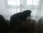 Анастасія Вовчок фотография #22 (источник - https://vk.com/id112104319)