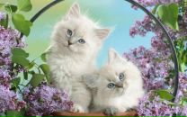 Фотография Ткачук Оленьки
