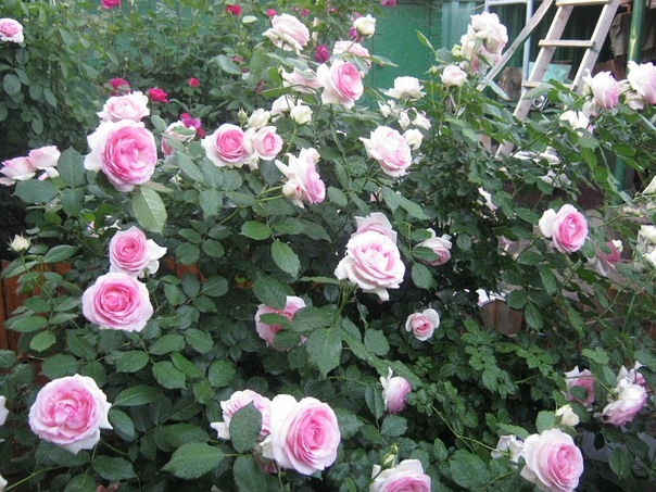 Рит@ С@идов@ фото №33