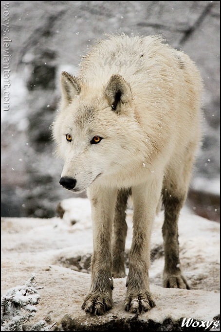 Рина Кобыла фотография #28