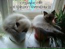 Ірина Демешкіна фотография #46 (источник - https://vk.com/id60720086)